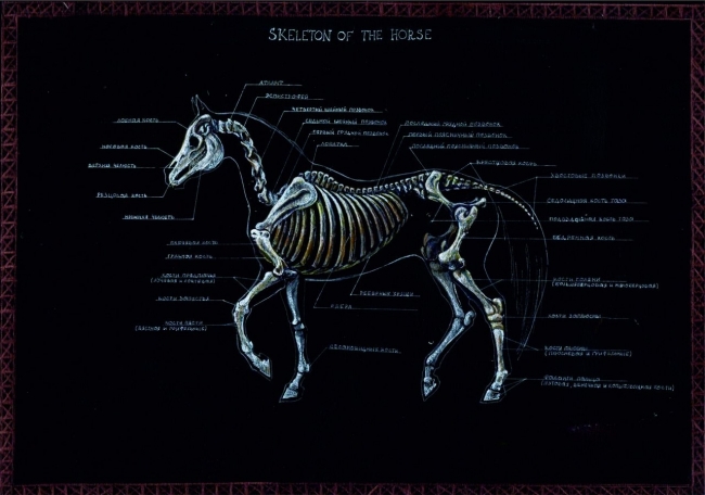 скелет лошади