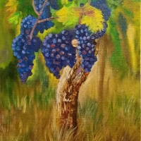 Куст винограда