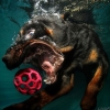 Кастил Сет (Seth Casteel): собаки - водолазы