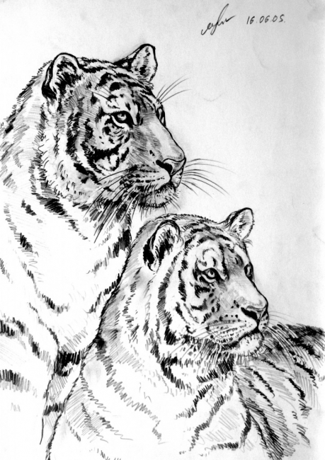 Два тигра