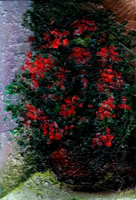 Красные цветы в горшке