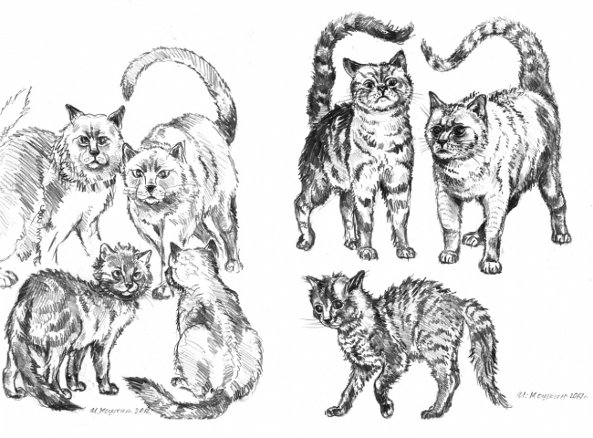 Эскиз к книге "Коты- воители"