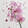 Шерман Джон (Jon Shireman): Как разбить живые цветы?
