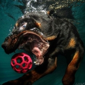 Dog-diver_06.jpg