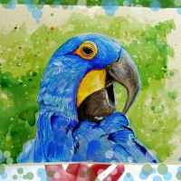 Синий попугай