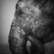 Зарисовка слона