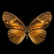 butterfly_wings_1.jpg