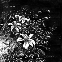 Лилии / The Lilies