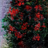 Красные цветы в горшке