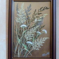 Луговые цветы и травы