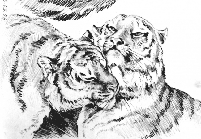 Любовь тигров