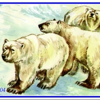 Белые медведи