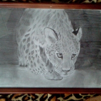 Леопард