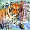 тигр зимой