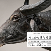 Wataru_Yoshida_Composition_Mammals_1.jpg