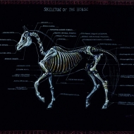 скелет лошади