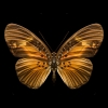 Витте Карстен (Сarsten Witte): Крылья бабочки