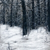 Зимняя тишина / Winter Silence