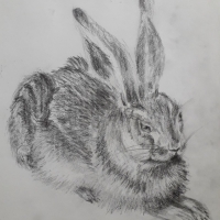 Молодой заяц (по рисунку А.Дюрера)