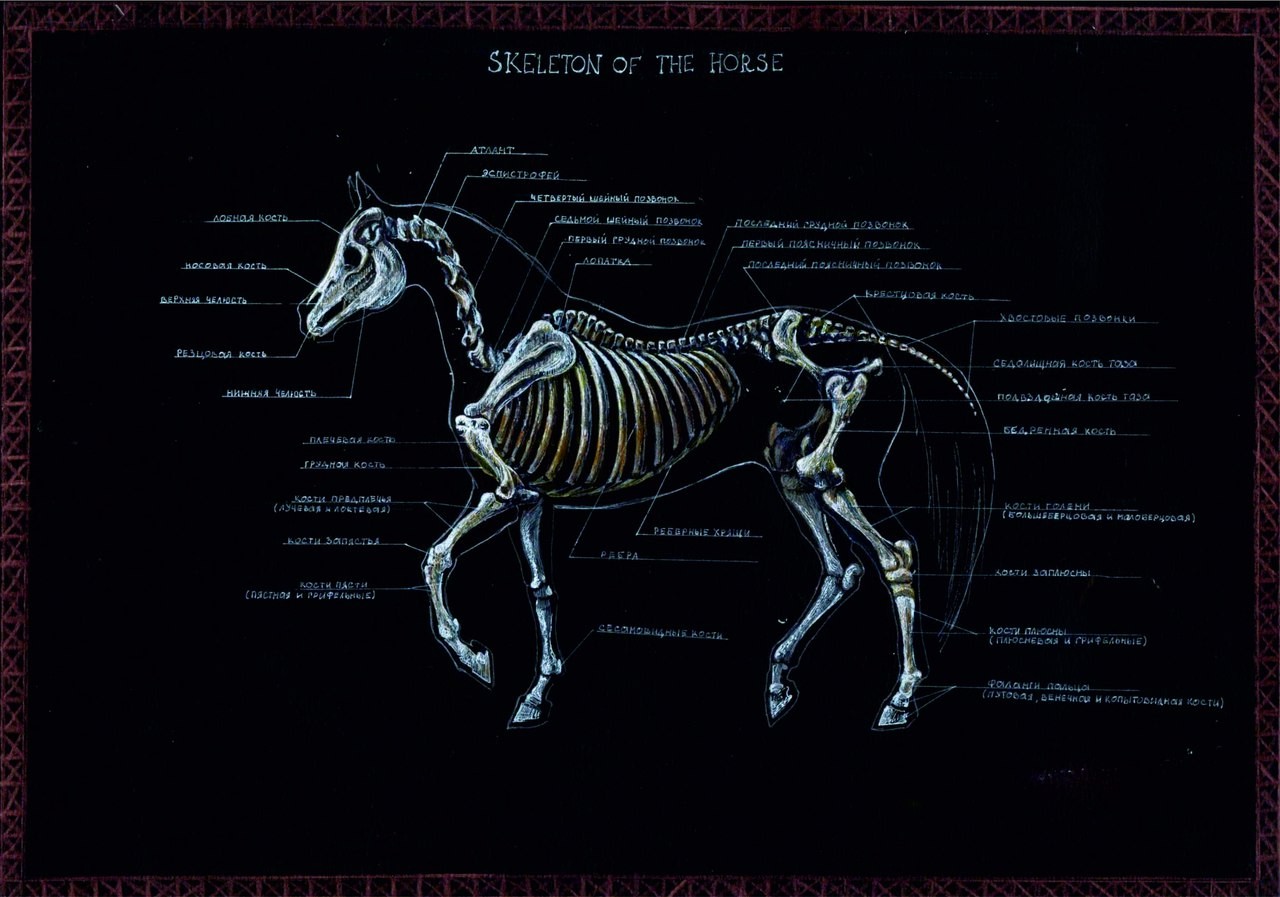 Скелет лошади описание