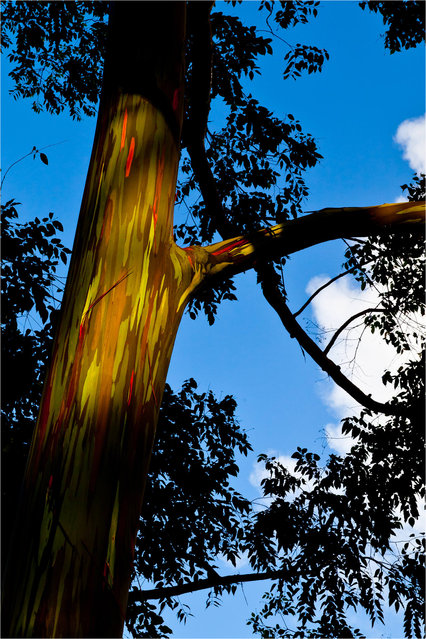rainbow_eucalyptus_14.jpg