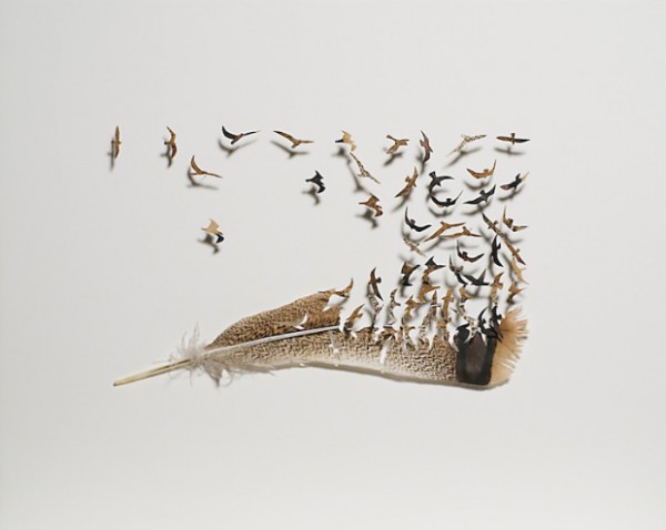 intricate-feather-cutouts-chris-maynard-