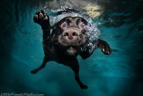 Dog-diver_10.jpg