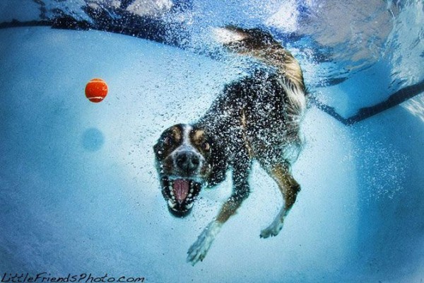 Dog-diver_12.jpg
