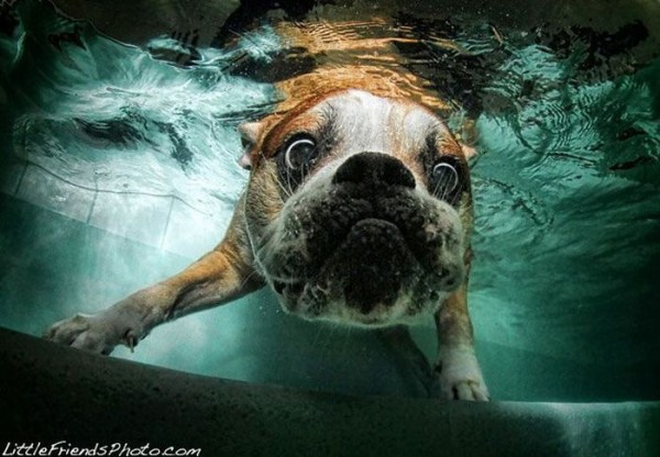 Dog-diver_15.jpg