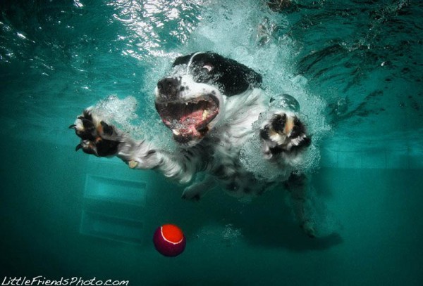 Dog-diver_18.jpg