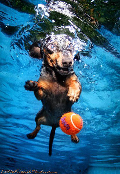 Dog-diver_19.jpg