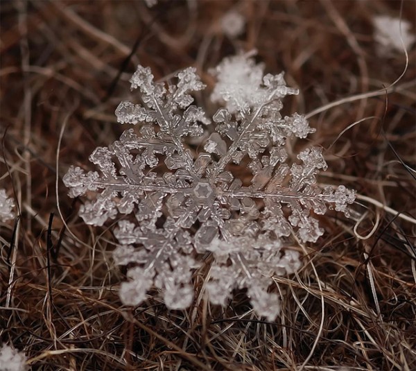 beautiful_snowflakes_13.jpg