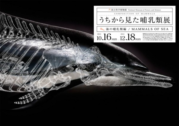 Wataru_Yoshida_Composition_Mammals_3.jpg