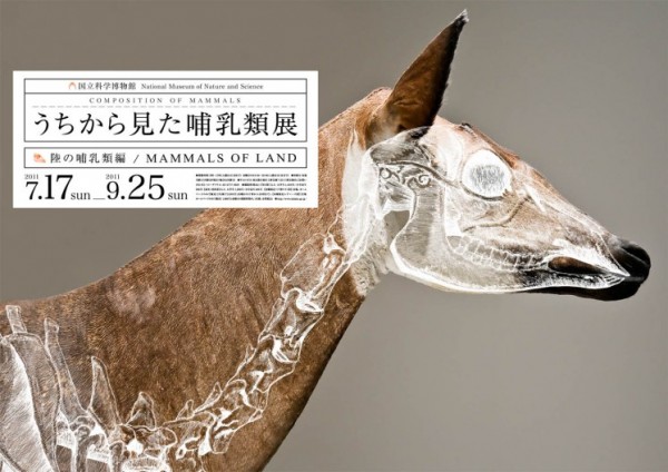 Wataru_Yoshida_Composition_Mammals_4.jpg