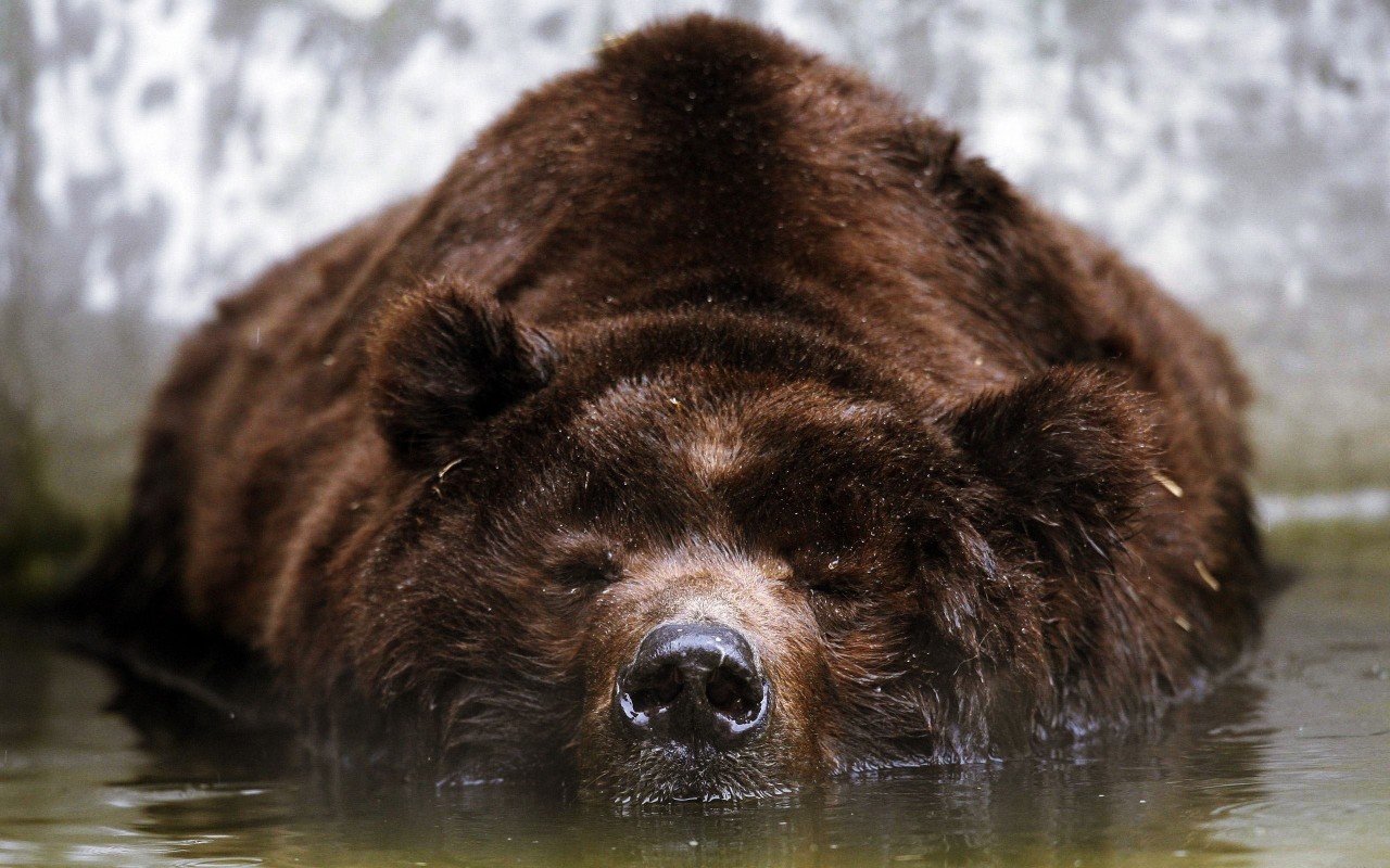  Фестиваль экологического плаката “Bear’s Dream” / “Мечта медведя”
