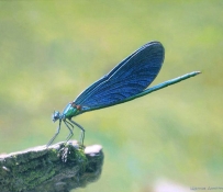 Щеглов Дмитрий: Уральский пейзаж в деталях