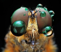 Го Шикеи (Shikhei Goh): Макро фото