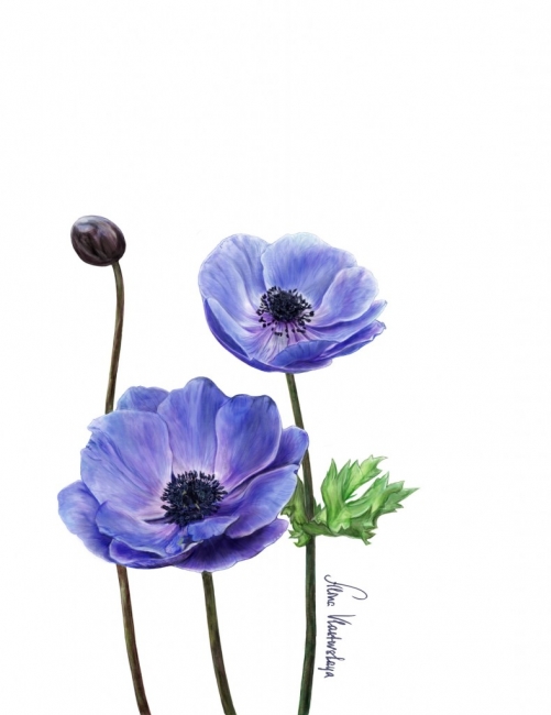 anemones