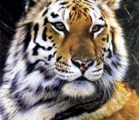 Брендерс Карл (Carl Brenders): Художник-анималист