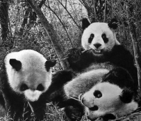 Лунг Пол (Paul Lung): гиперреалистические рисунки