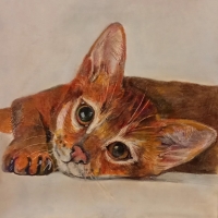 Портрет кошки