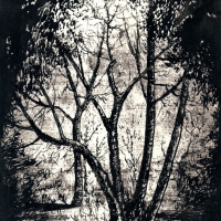 Лесные контрасты / The Forest Contrasts 