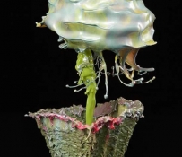 Лонг Джек (Jack Long):  Волшебные фото капель