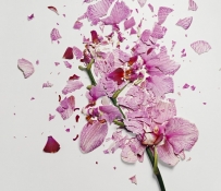 Шерман Джон (Jon Shireman): Как разбить живые цветы?