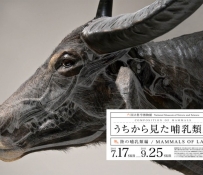 Йошида Ватару (Wataru Yoshida):  Постеры «Строение млекопитающих»